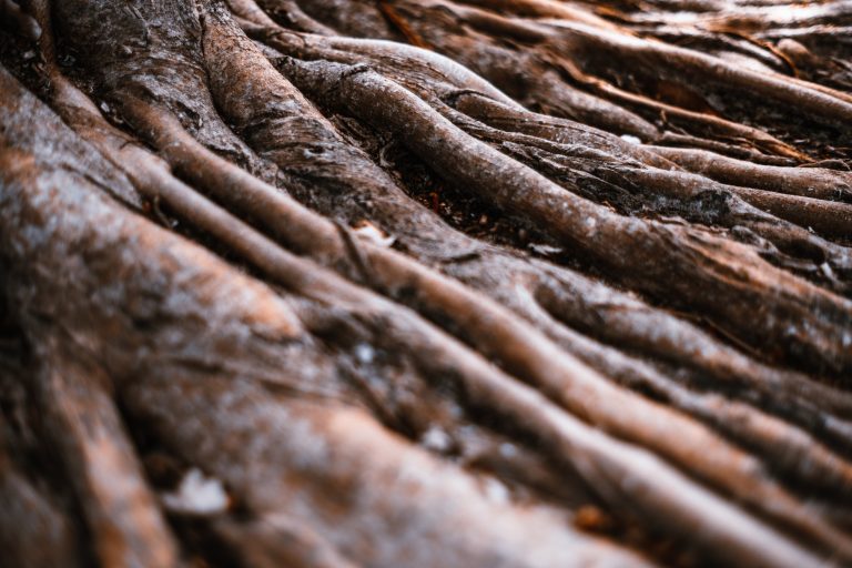 Giant roots of a tropical tree in the jungle